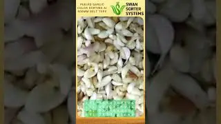 Peeled Garlic Color sorting AI 900mm belt type