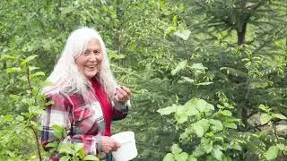 How to Harvest Spruce Tips