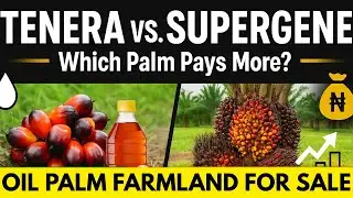 TENERA OIL PALM FARM IN NIGERIA | DIFFERENCE BETWEEN TENERA OIL PALM AND MALAYSIA SUPERGENE #oilpalm