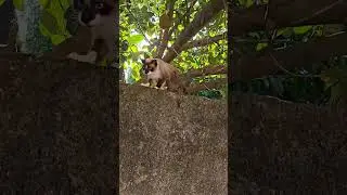cat afraid of the dog