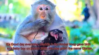 Welcome new baby monkey Glorian, mum Gladdish gave a birth successfully baby boy on Dec18 2025...