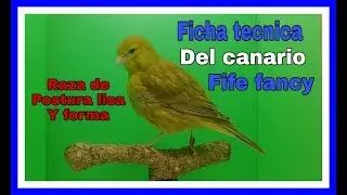 Fife fancy canario de postura lisa y forma ficha tecnica