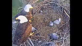 SW FL  Eagles 12 31 18 Harriet & M15 swap outs feeding E12 & E13  on the last day of 2018
