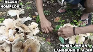 PANEN JAMUR TIRAM DI ALAM