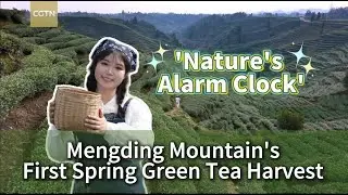 'Nature's alarm clock': Mengding Mountain's first spring green tea harvest