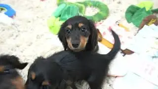 ミニチュアダックスフンド11月10日生まれブラックタン女の子②