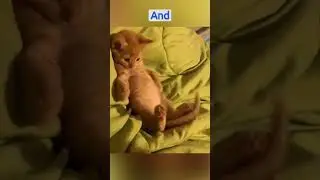 Kitten's Tail Chase