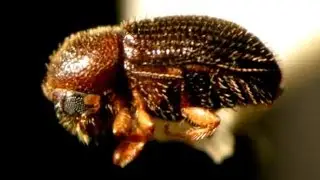 Coffee Berry Borer in Hawaii - TIMELINE