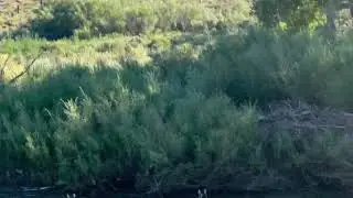 Wild Nevada Mustangs Crossing the Truckee River