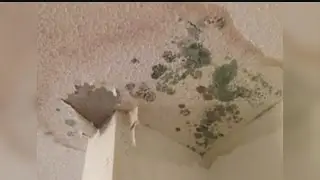 Mold concerns in local apartment complex