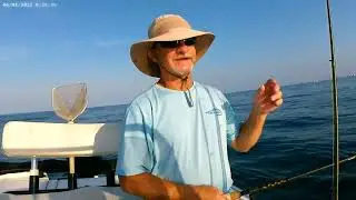 Catching a bunch of triggerfish offshore in Panama City on 8-12-23.