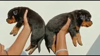 Rottweiler puppies big bone at 17000 Asia pets