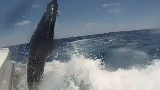 2017/2018 Peak Sportfishing blue marlin Season