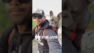 Talk to me Goose #topgun #topgunmaverick #frenchie #frenchbulldog #frenchiefun