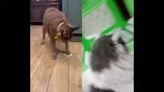 mew