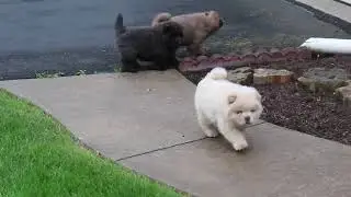 Chow Chow Puppies for Sale