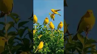 Beautiful Flowers & Garden | Relaxing Music for Peaceful Moments 🌸🎶 #shorts