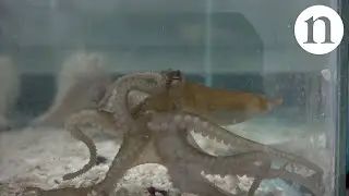 Octopus genome: Suckers and smarts