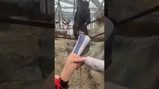 Chimps REACT to a prosthetic leg 🤣