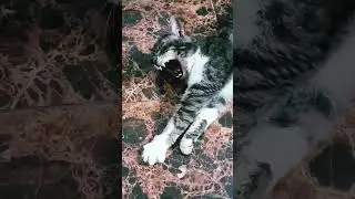 обычный мир 🐈😺 #кот #alinka #shorst #котик #васька #shorst