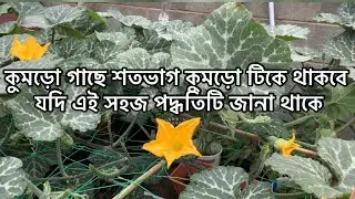 কুমড়ো গাছে শতভাগ কুমড়ো টিকিয়ে রাখতে যে সহজ কাজগুলো আমাদের  অনুসরণ করতে হবে। Shokher bagan 2020