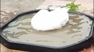 Goose splash time 
