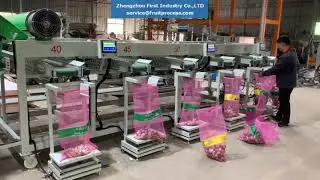 Machine for Garlic sorting packing machine from Fstsort