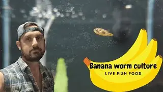 5 Tips how to keep a banana worm culture - Live fish food