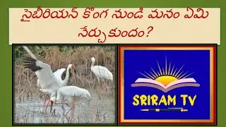 సైబీరియన్  కొంగ (క్రేన్) నుండి మనం ఏమి నేర్చుకుందం? What do we learn from Siberian Crane?