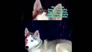 Hope the Perfect Pomsky!!!