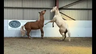 Here’s my 4 year old quarter horse Chevy