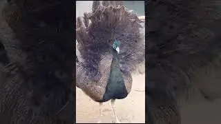 Bronze peacock 🦚 #peafowl #peacockbeauty #birds #peacocklove