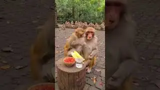 Chili 1 &ndash; Monkey 0 #animals #wildliferescue #worldwildlifeday #wildlife