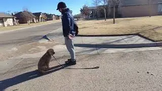 05 Duke practices drag leash heel