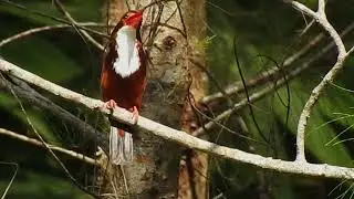 i have seen 6 types of kingfisher in Thailand and here they are, some good and not so good footage..