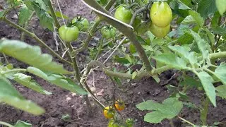 How to Prune Tomatoes leaves for maximum yield