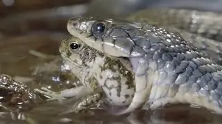 ヘビもワニもビックリ！世界最強の毒を持つカエル、オオヒキガエル！