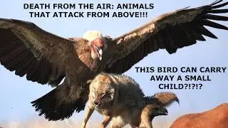 DEATH FROM THE AIR ANIMALS THAT ATTACK FROM ABOVE!!!