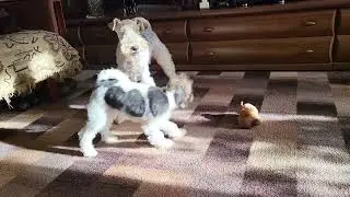 04/26/2023 Only one Fox Terrier girl Betsy left.