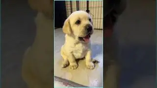 Cute puppy fight for food Cravings 🐶 #dog #dogfight #usa #shorts