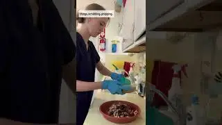 Inside the Life of a Wildlife Volunteer  I | Ohlone Wildlife Rehabilitation Center