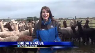 Rescued Alpacas Adopted