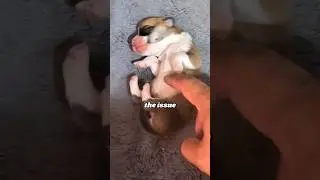 The puppy became &ldquo;frozen&rdquo; after drinking milk  #animals #heartwarmingpets #dogapparel