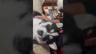 Huskey puppies and their mother having a blissful moment