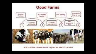 South East Dairy Stewardship: Calf Care (Dr. Jose Santos, Univ. of Florida)