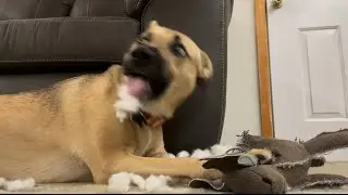 watch my dog absolutely destroy her new toy