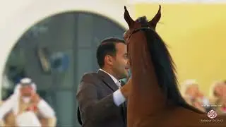 N.9 ROHARA ARIELLE AH - GCAT Abu Dhabi 2026 - Yearling Fillies - Section A (Class 1A)