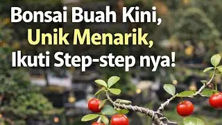 hihi Bonsai Buah Mini, Unik Menarik, Ikuti Step step nya!