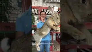 La Taille De Se Lapin G&eacute;ant Va Te Surprendre !