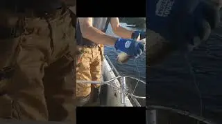 lucky Gar #fishing #gar fish